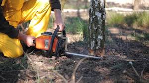 How Our Tree Care Process Works  in  Buies Creek, NC