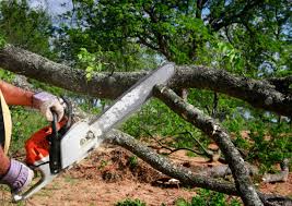 Best Tree and Shrub Care  in Buies Creek, NC