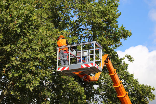 Best Tree Mulching  in Buies Creek, NC