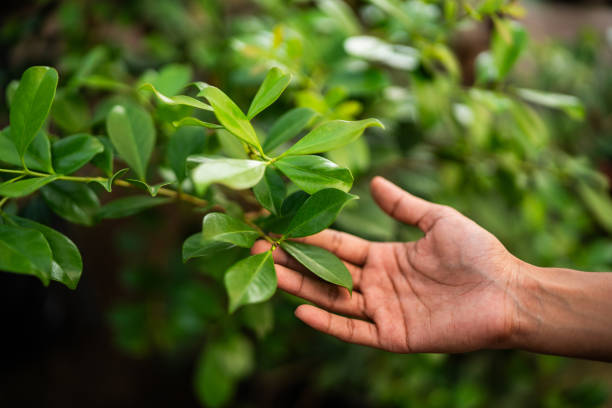 Tree Services