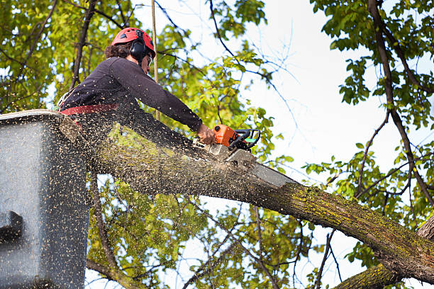 Best Firewood Processing and Delivery  in Buies Creek, NC